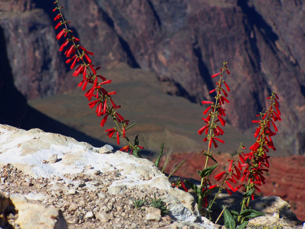 grand canyon photos