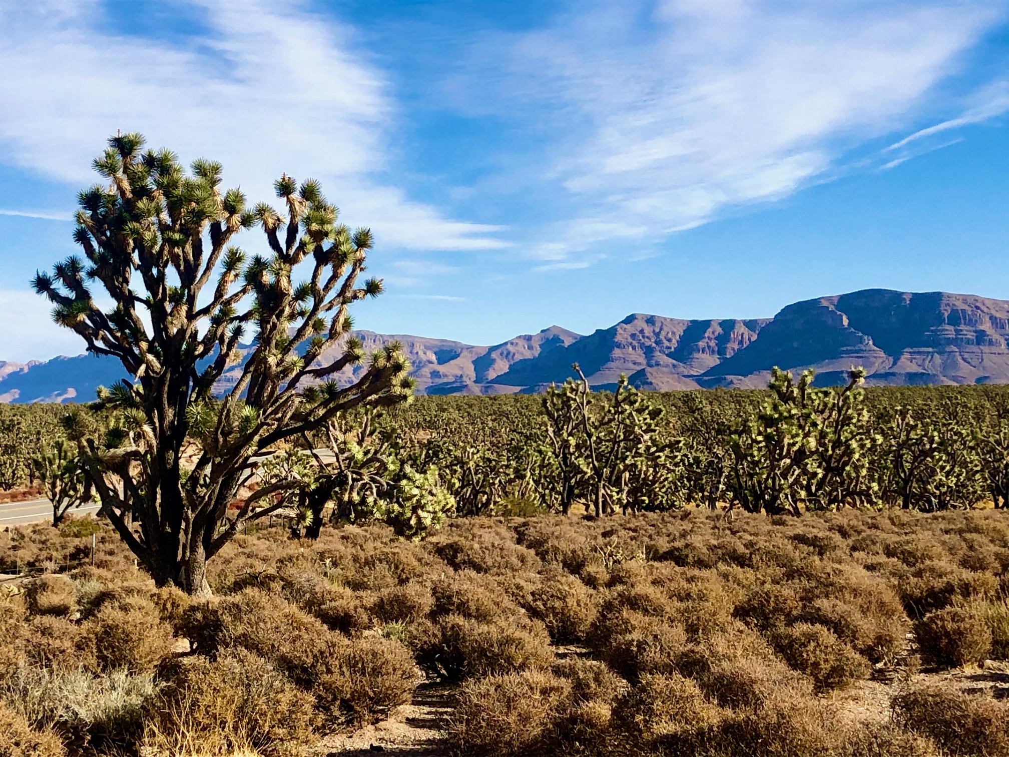 grand canyon skywalk tours