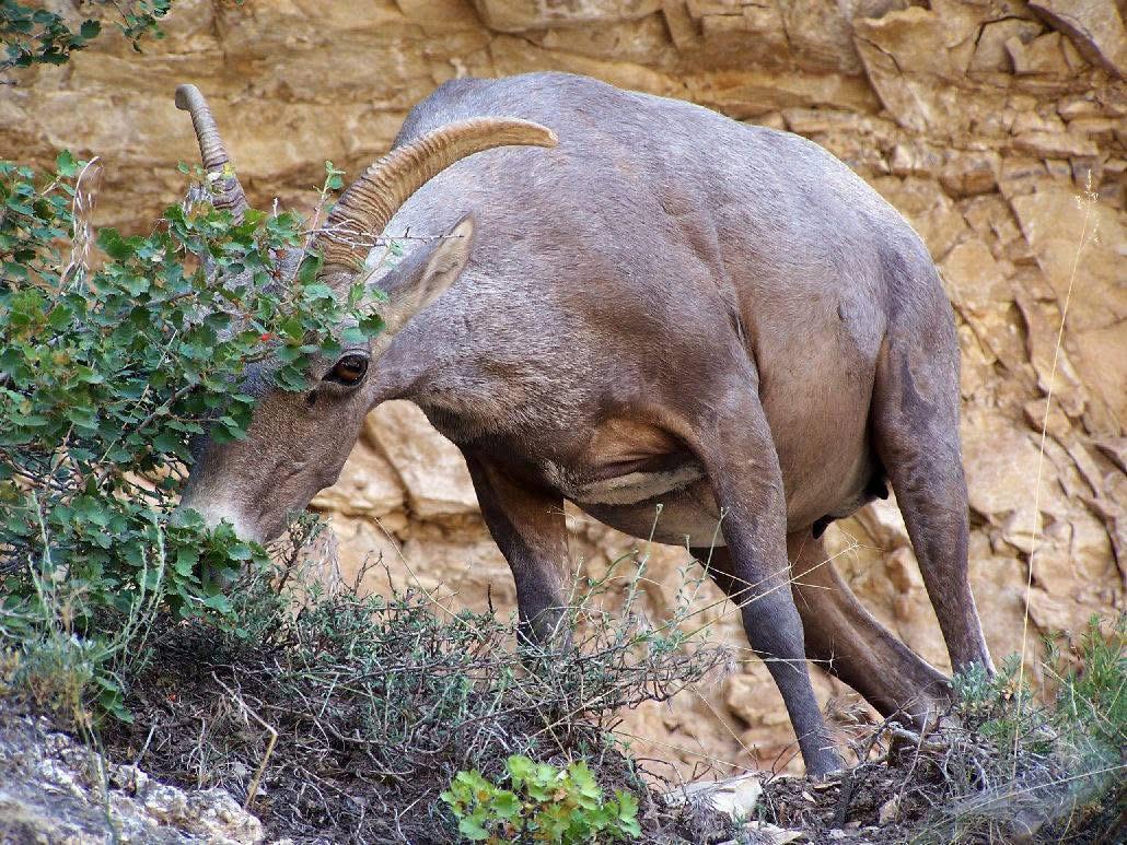 big horn sheep sunset tour