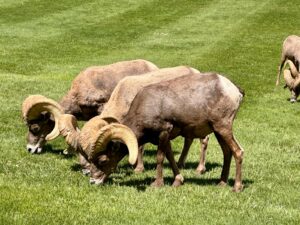 big horn sheep